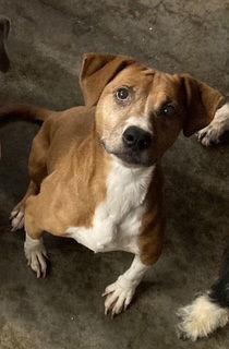 Sage Mae, a Adoptable Beagle in Chatham, VA image 3/3