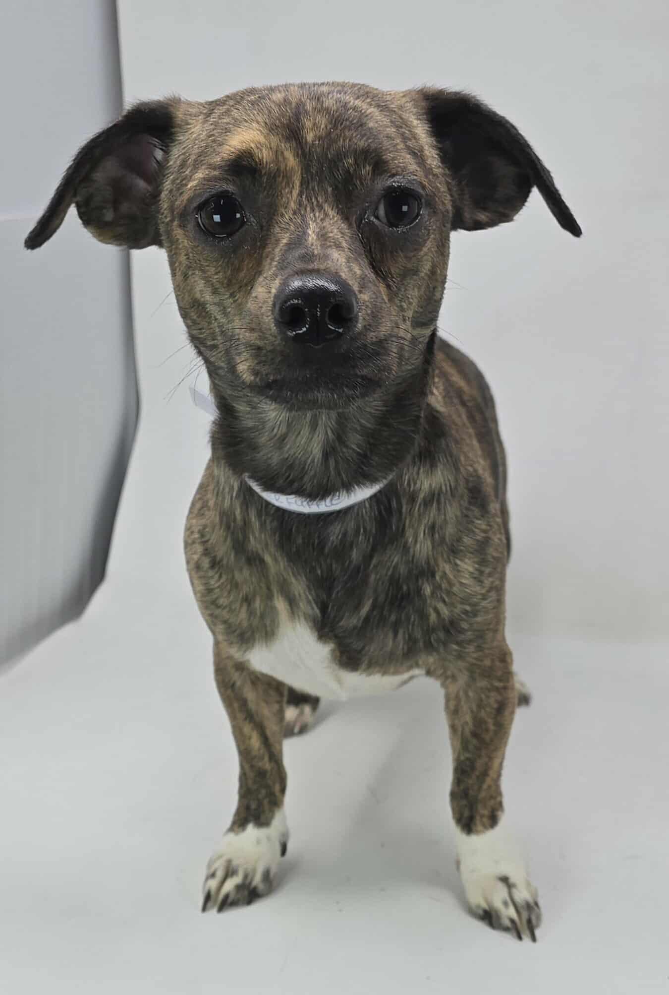 Kerfuffle thumbnail 5