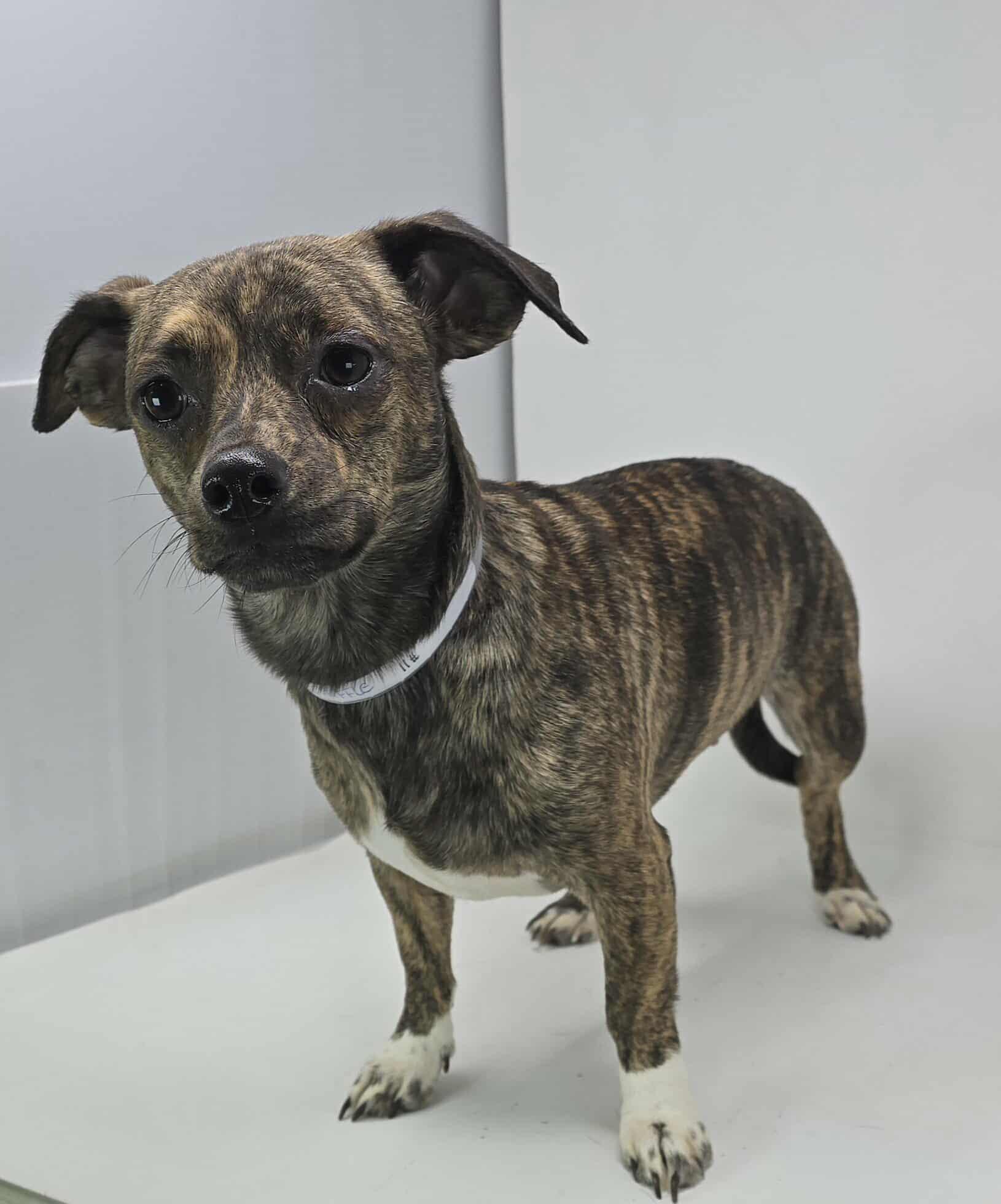 Kerfuffle thumbnail 3