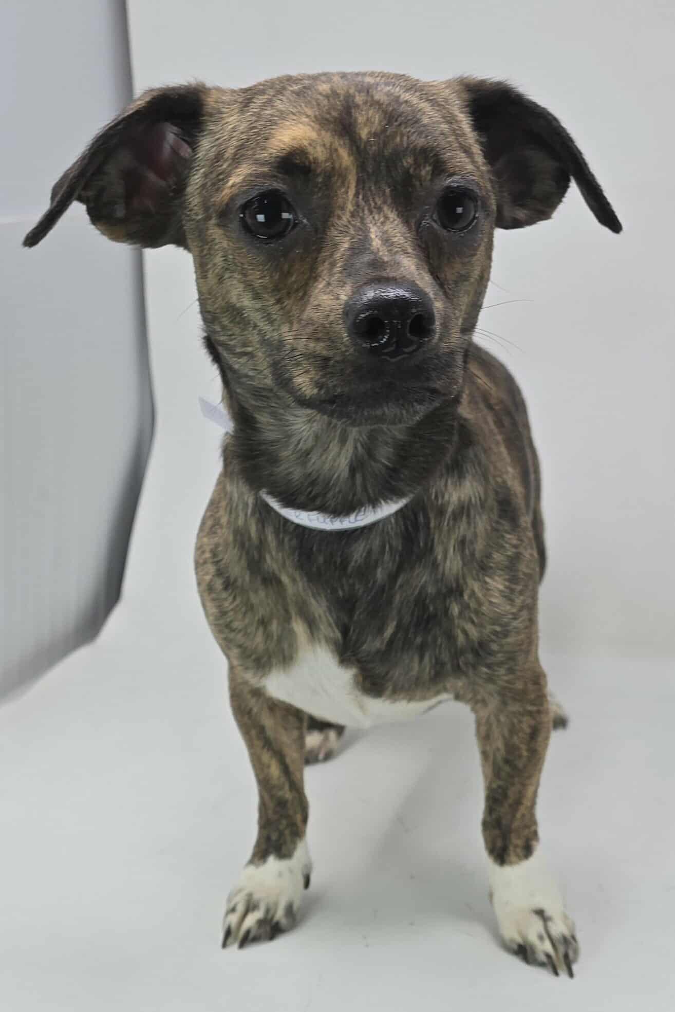 Kerfuffle thumbnail 4