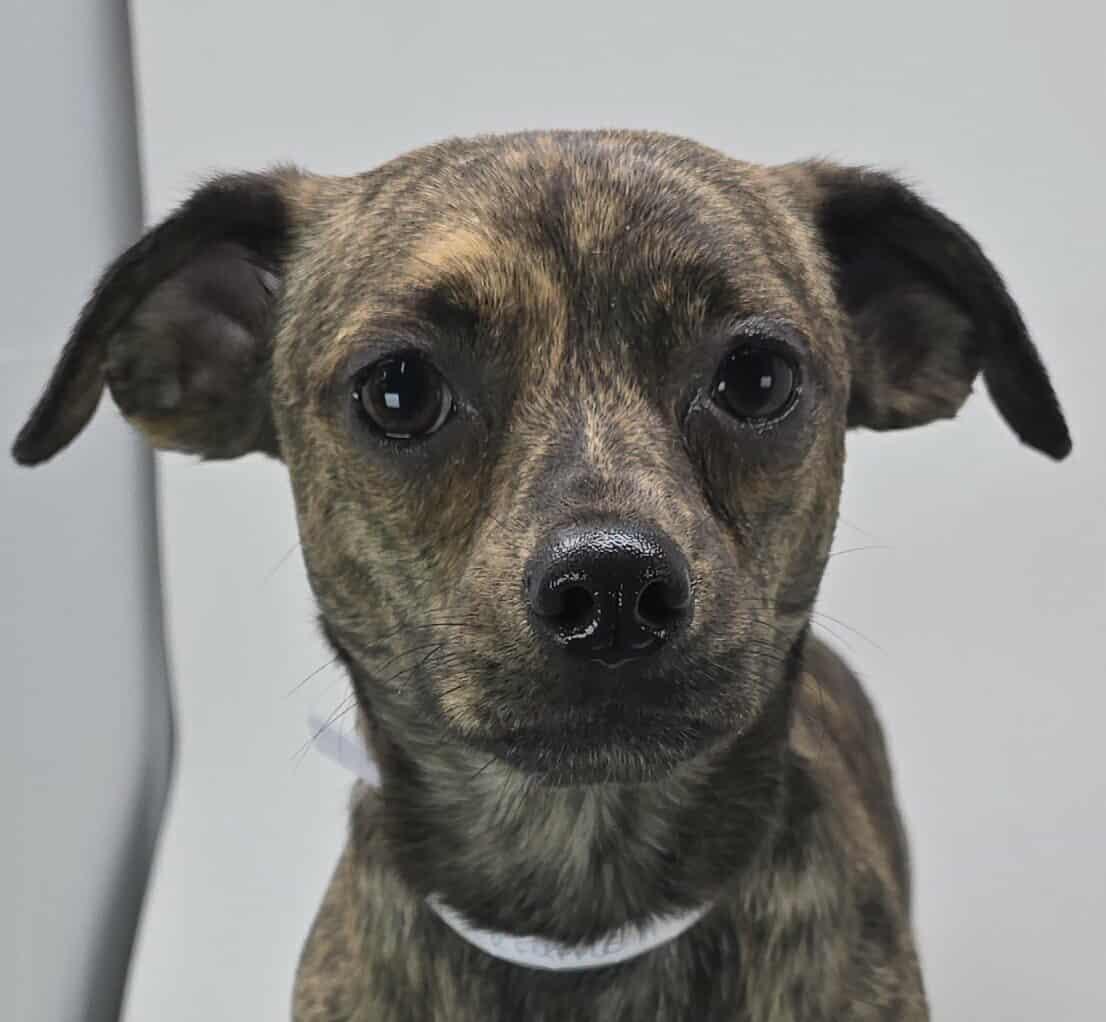 Kerfuffle thumbnail 2