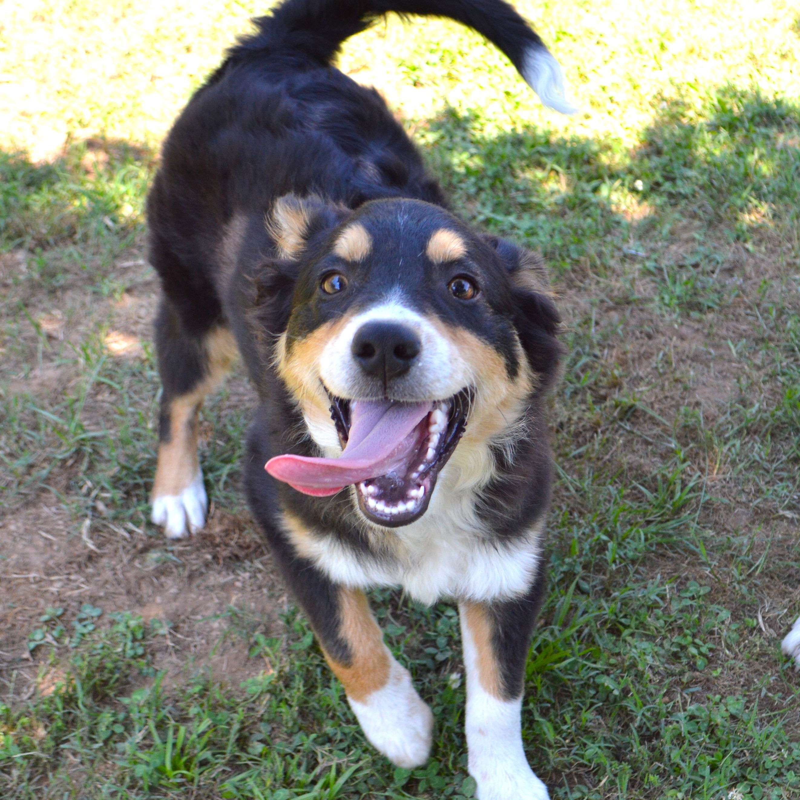 Uno, Young Male Australian Cattle Dog / Blue Heeler