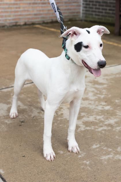 Eden, Adoptable, Puppy Female Australian Shepherd & Mixed Breed.