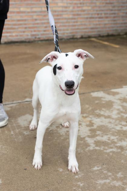 Enlarge Eden, a Adoptable mixed breed in Morton Grove, IL image 2/3