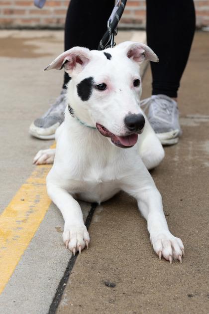 Enlarge Eden, a Adoptable mixed breed in Morton Grove, IL image 3/3