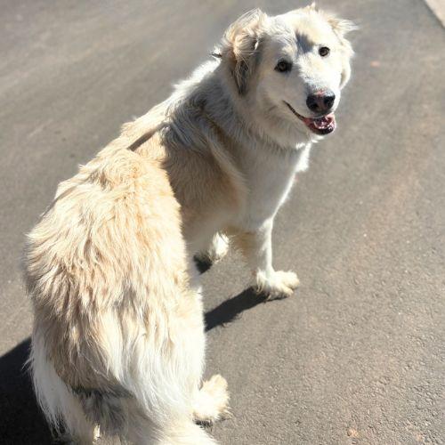 OPHELIA, Adoptable, Adult Female Anatolian Shepherd.