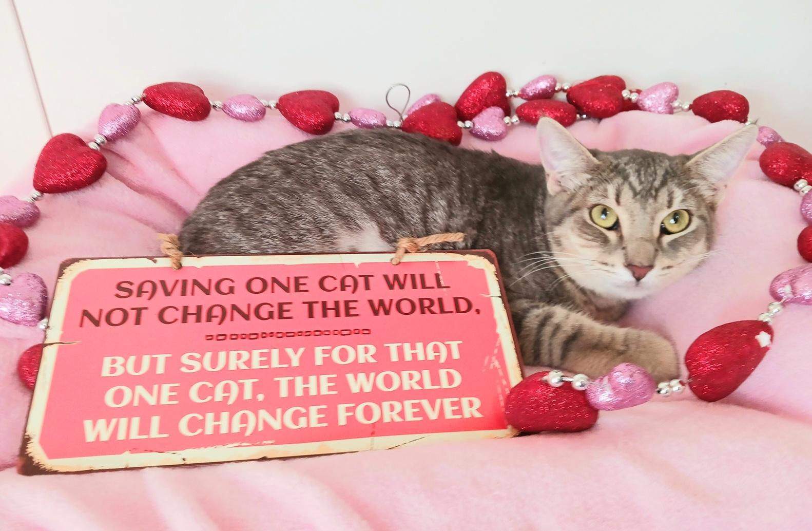 Josephine Lily Moonwhisker, ADOPTABLE, Kitten Female Bengal & Tabby.