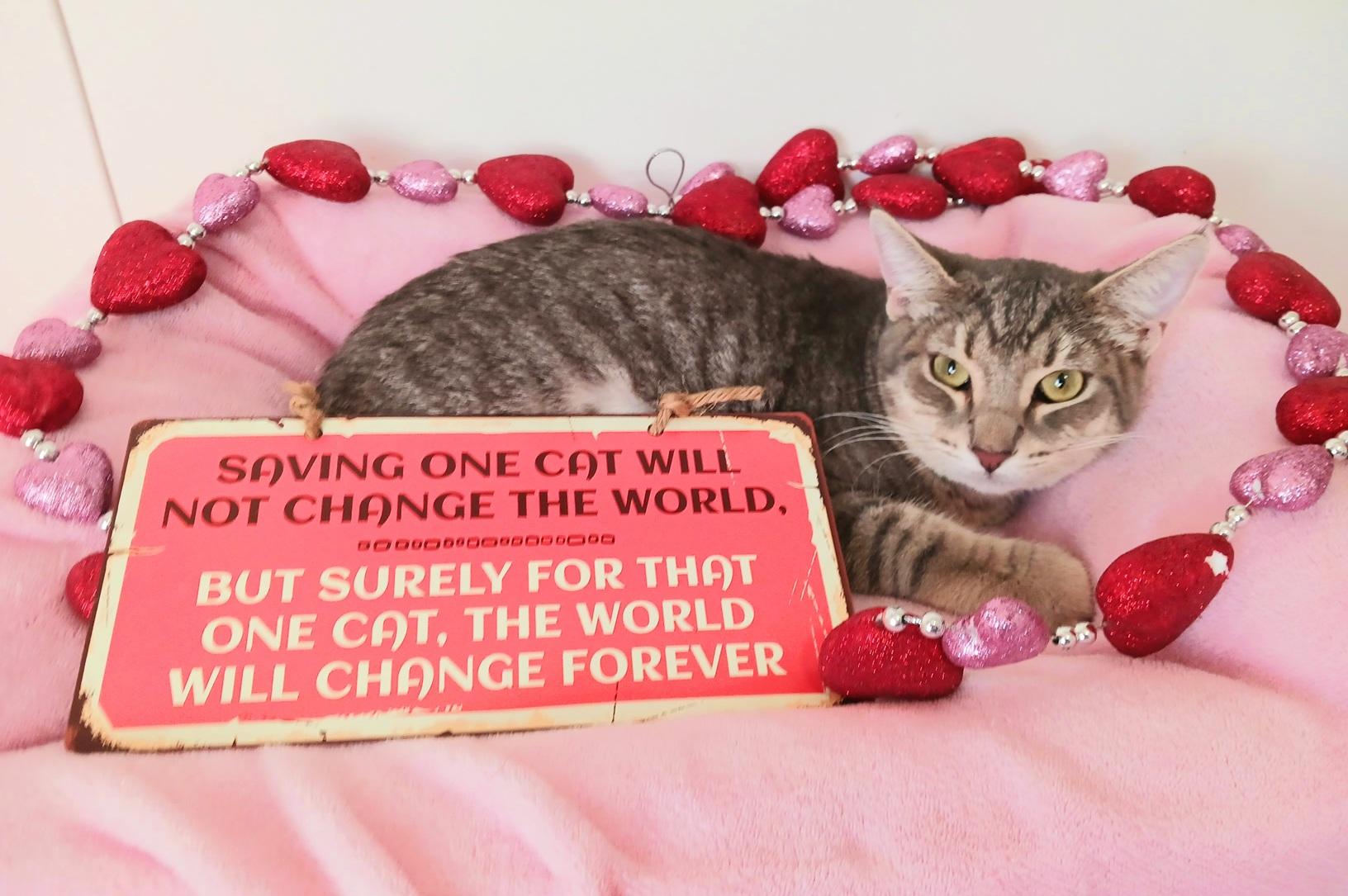 Enlarge Josephine Lily Moonwhisker, a ADOPTABLE mixed breed in Mesa, AZ image 3/4