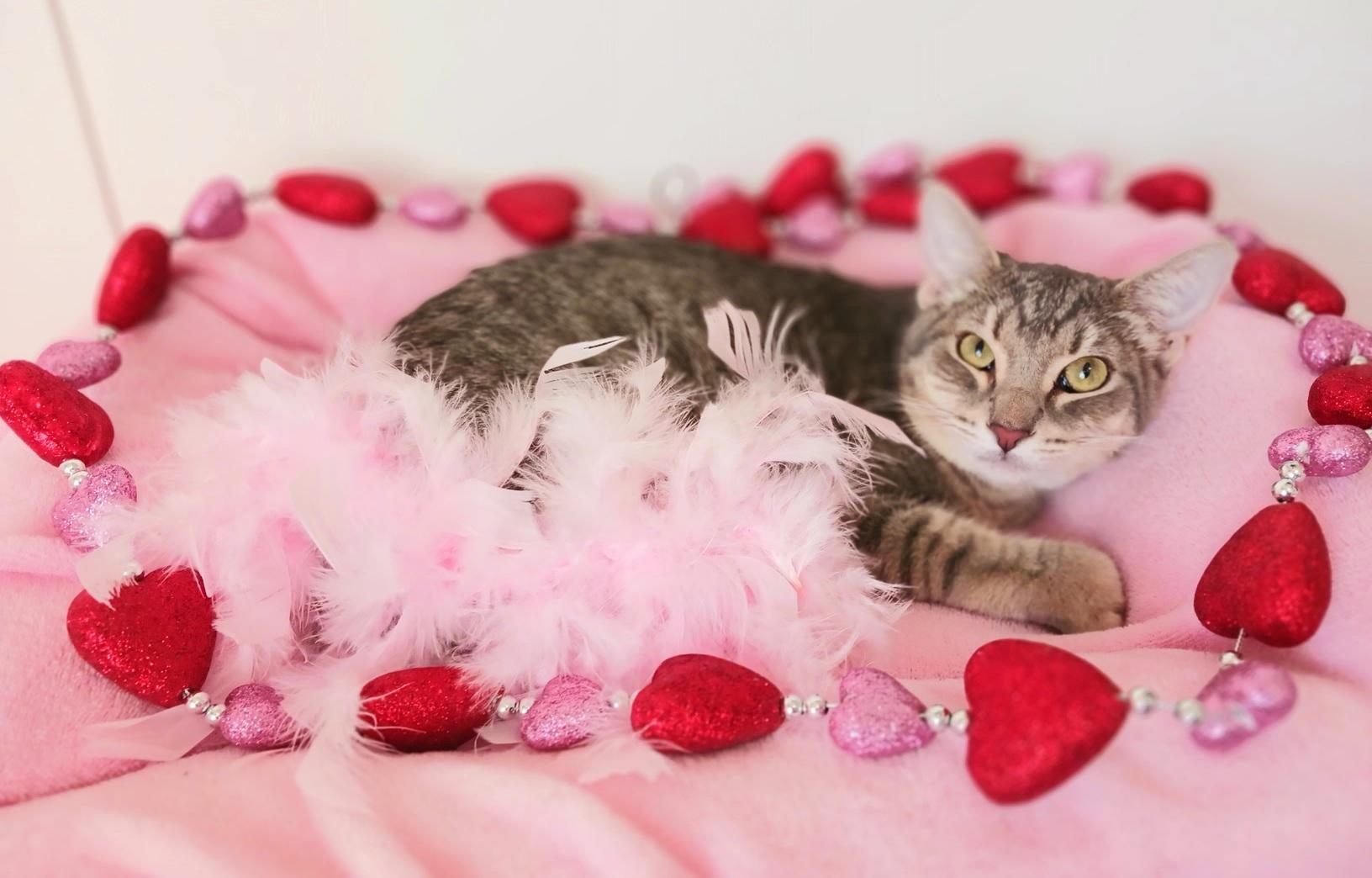 Enlarge Josephine Lily Moonwhisker, a ADOPTABLE mixed breed in Mesa, AZ image 2/4