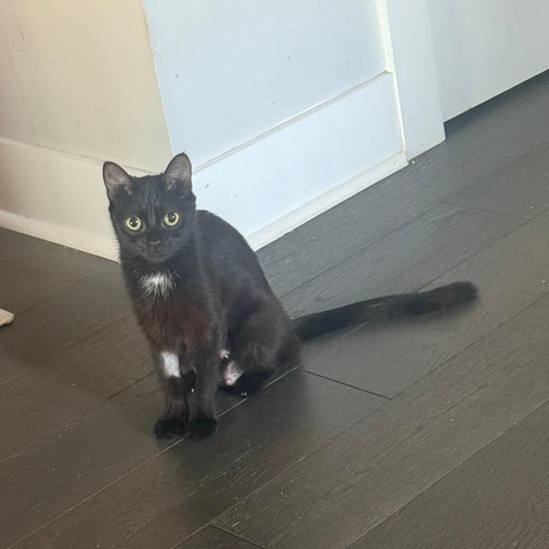 Enlarge Violet (Bridgertons), a Adoptable Domestic Short Hair in Charlotte, NC image 1/4