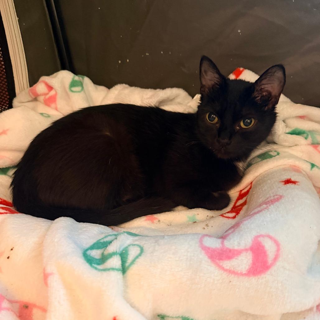 Enlarge Violet (Bridgertons), a Adoptable Domestic Short Hair in Charlotte, NC image 2/4