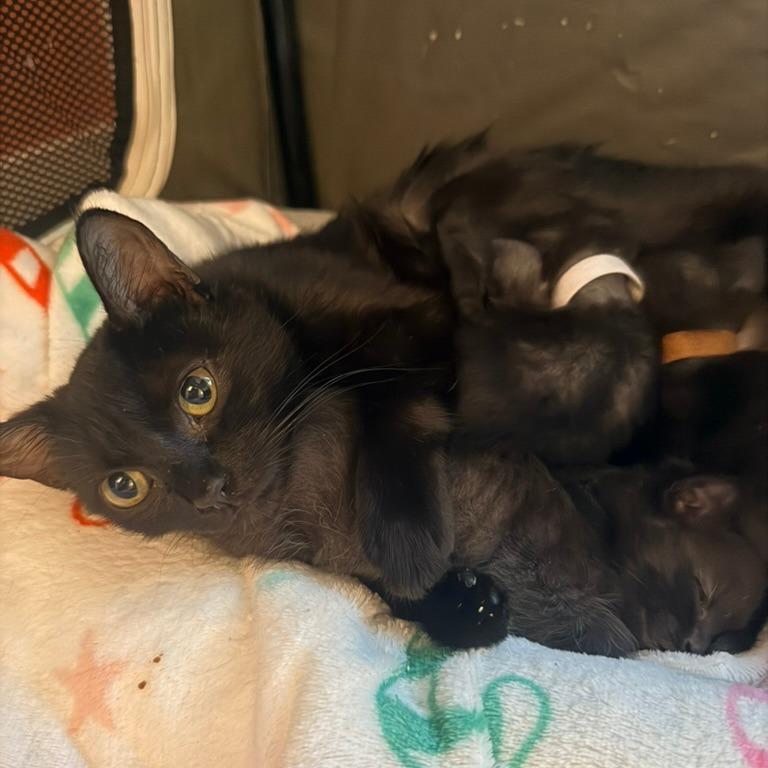 Enlarge Violet (Bridgertons), a Adoptable Domestic Short Hair in Charlotte, NC image 3/4