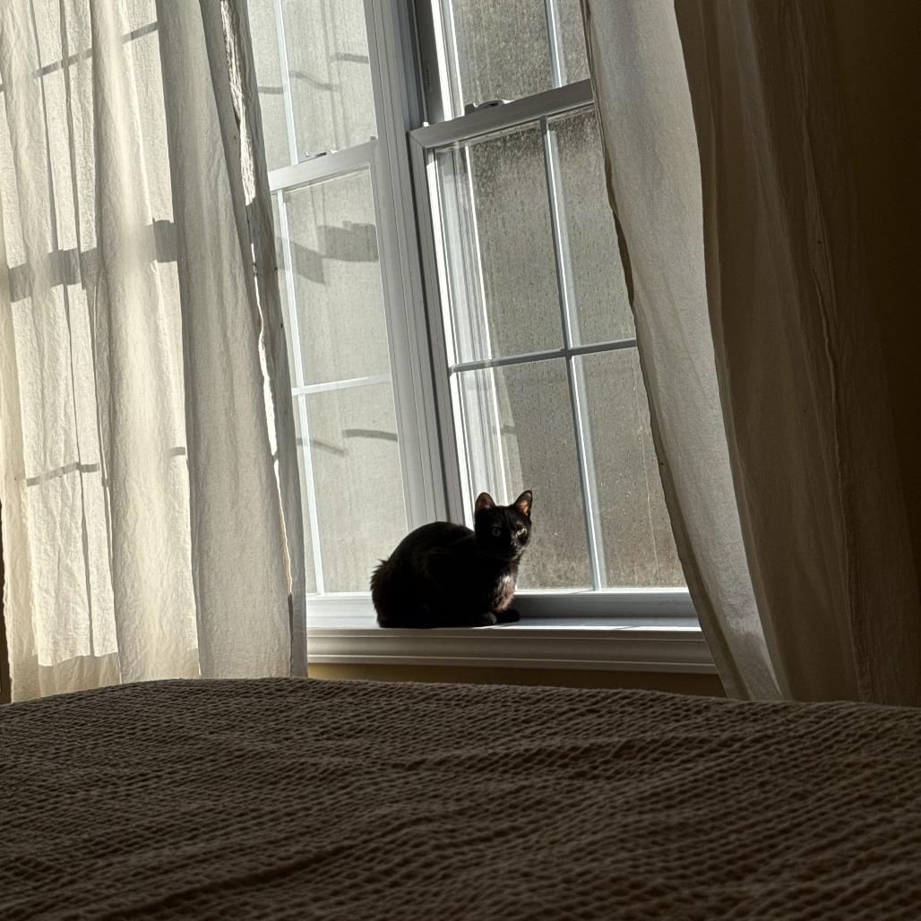 Enlarge Violet (Bridgertons), a Adoptable Domestic Short Hair in Charlotte, NC image 4/4