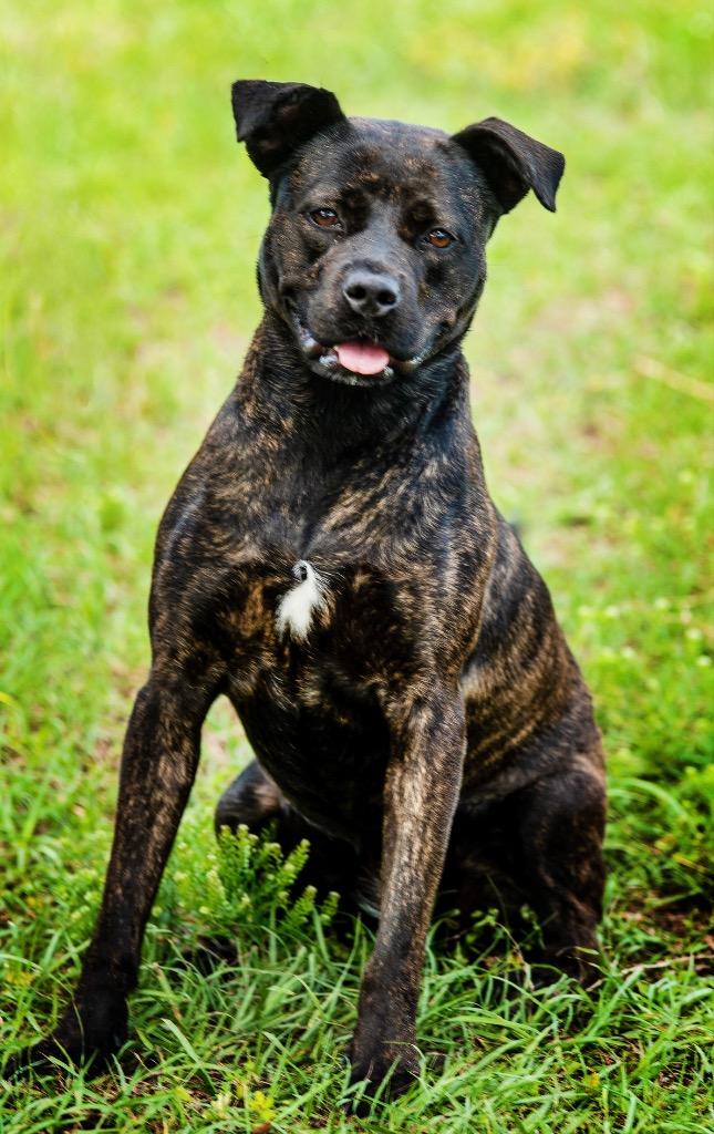 Rue, Adoptable, Adult Female Mixed Breed.