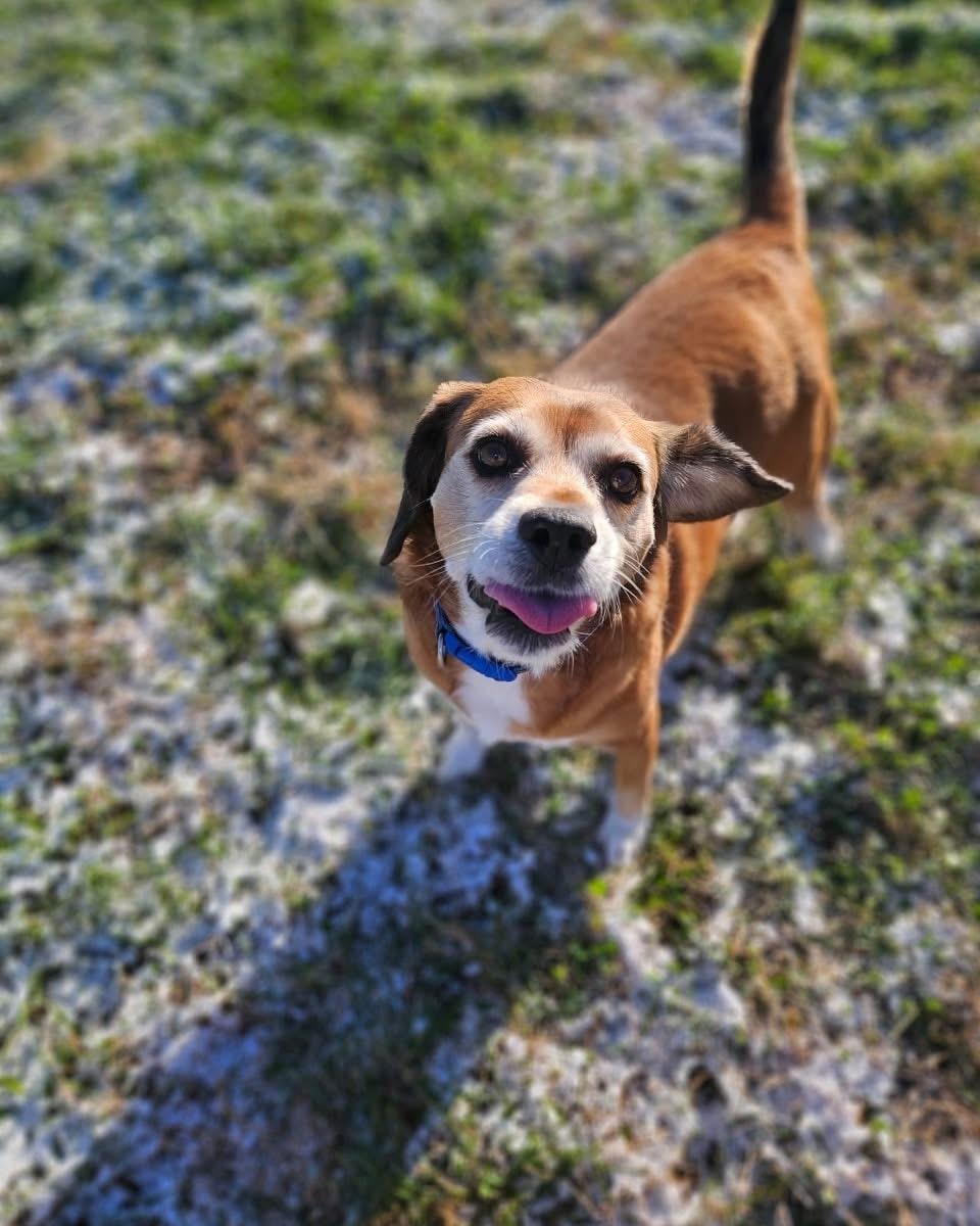 Enlarge Snoopy, a Adoptable mixed breed in Mountain City, TN image 1/1