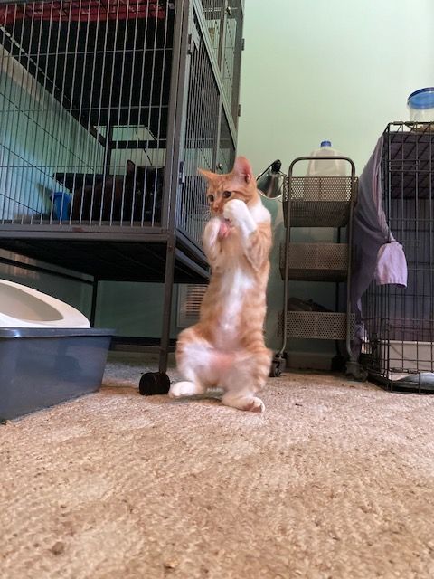 PERKY PEANUT, a Adoptable Tabby in Spotsylvania, VA image 1/5