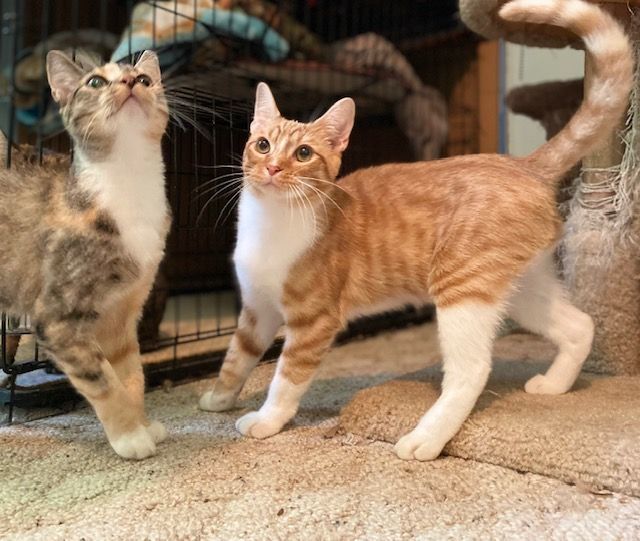 PERKY PEANUT, a Adoptable Tabby in Spotsylvania, VA image 2/5