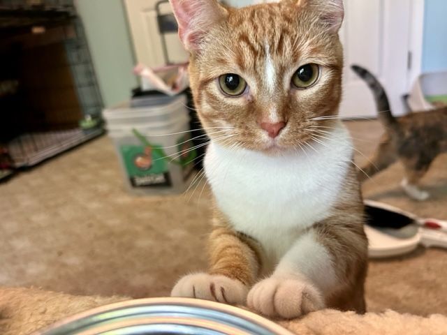 PERKY PEANUT, a Adoptable Tabby in Spotsylvania, VA image 3/5