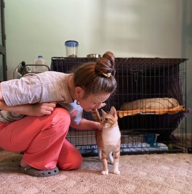 PERKY PEANUT, a Adoptable Tabby in Spotsylvania, VA image 4/5