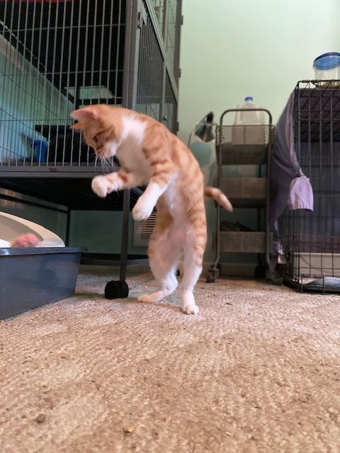 PERKY PEANUT, a Adoptable Tabby in Spotsylvania, VA image 5/5