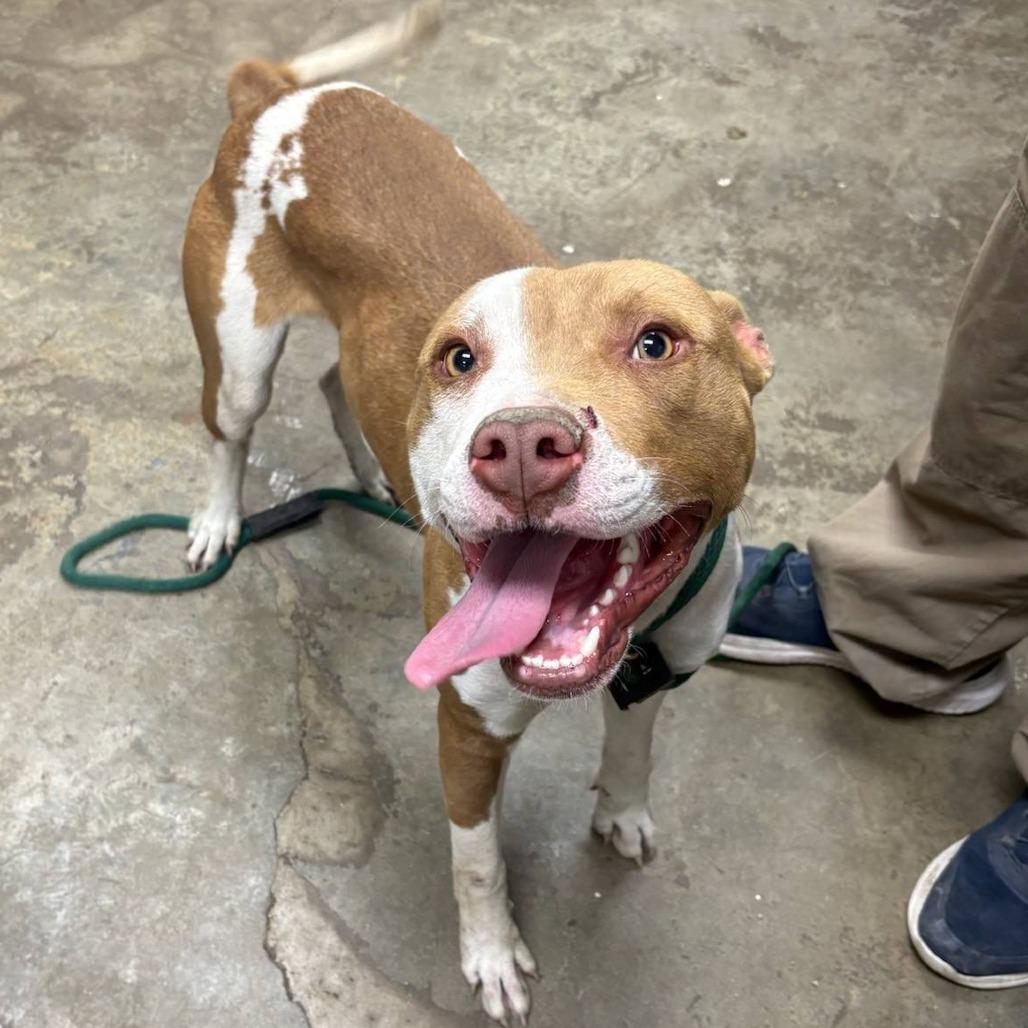 Stack, Adoptable, Young Male Pit Bull Terrier.