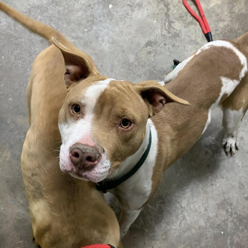 Enlarge Stack, a Adoptable Pit Bull Terrier in Cleveland, MS image 2/2