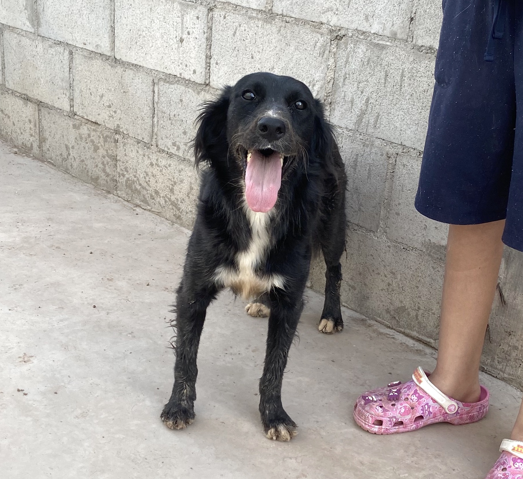 Olivia (5), Adult Female Labrador Retriever