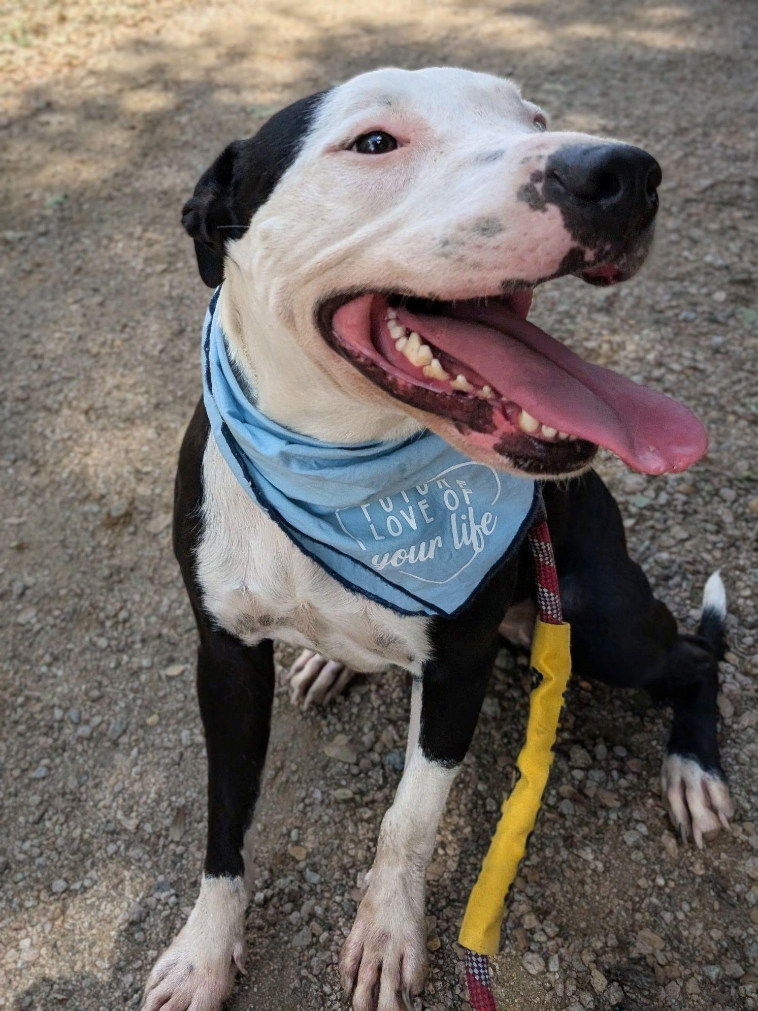 Enlarge Sophie, a ADOPTABLE mixed breed in Austin, TX image 2/4