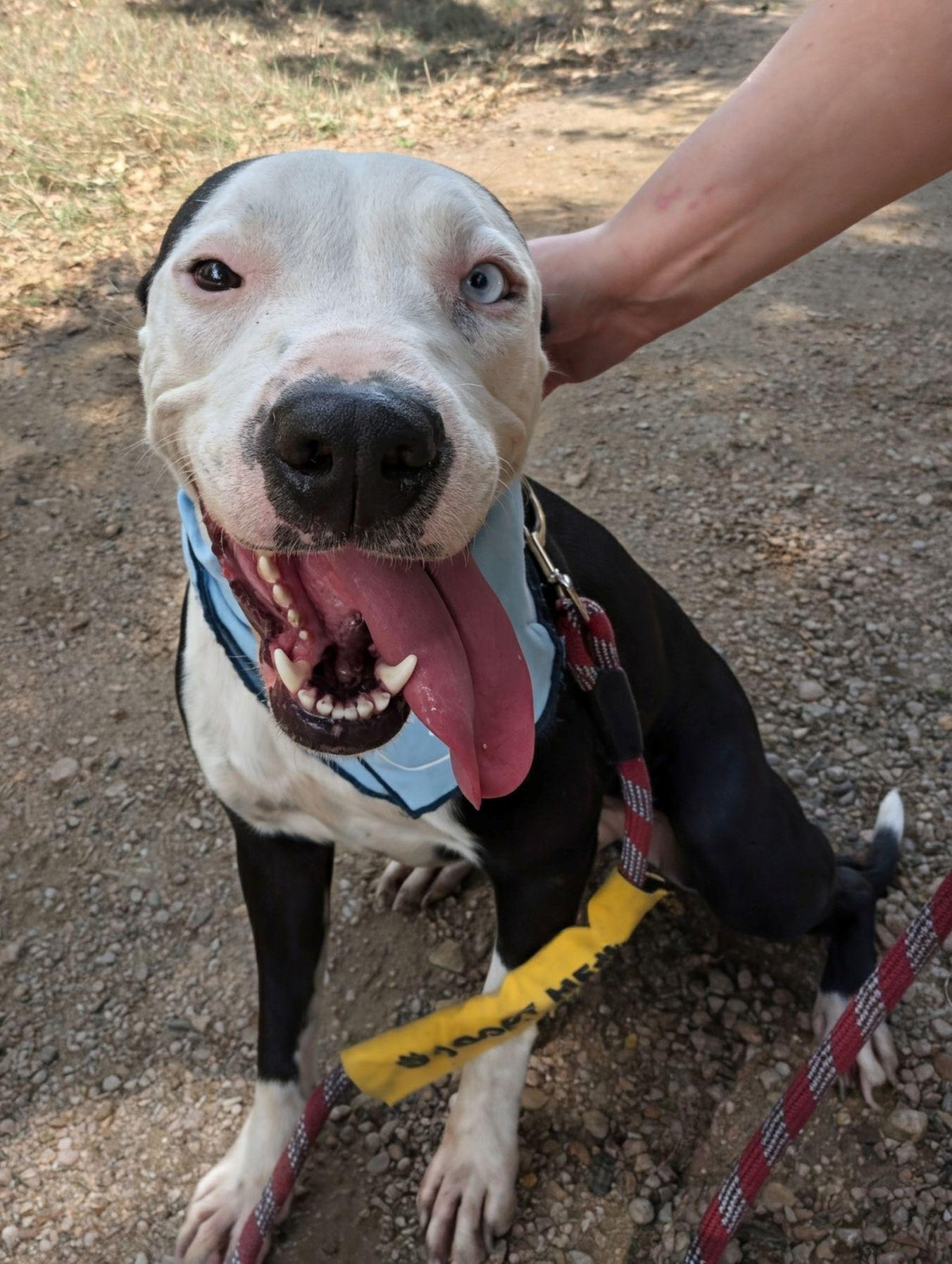 Sophie, ADOPTABLE, Adult Female American Staffordshire Terrier & Pit Bull Terrier.