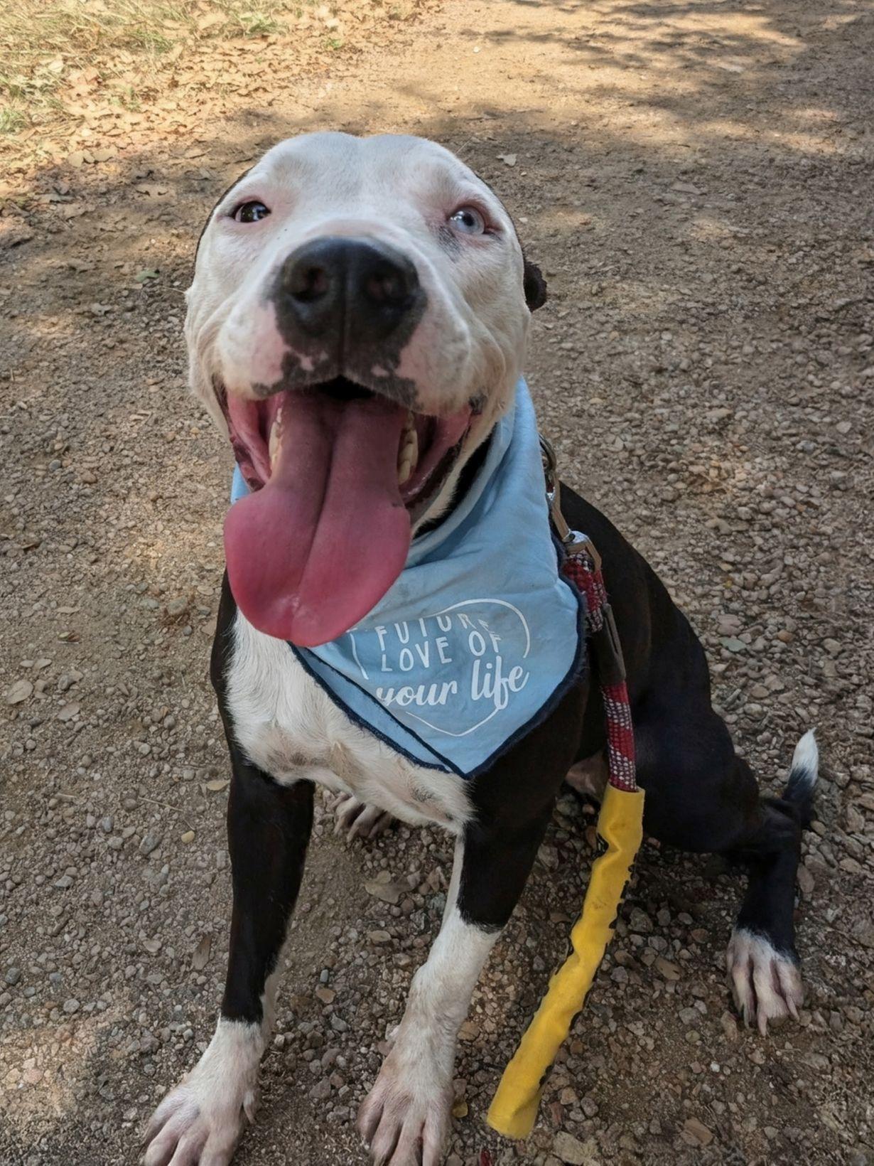 Enlarge Sophie, a ADOPTABLE mixed breed in Austin, TX image 4/4