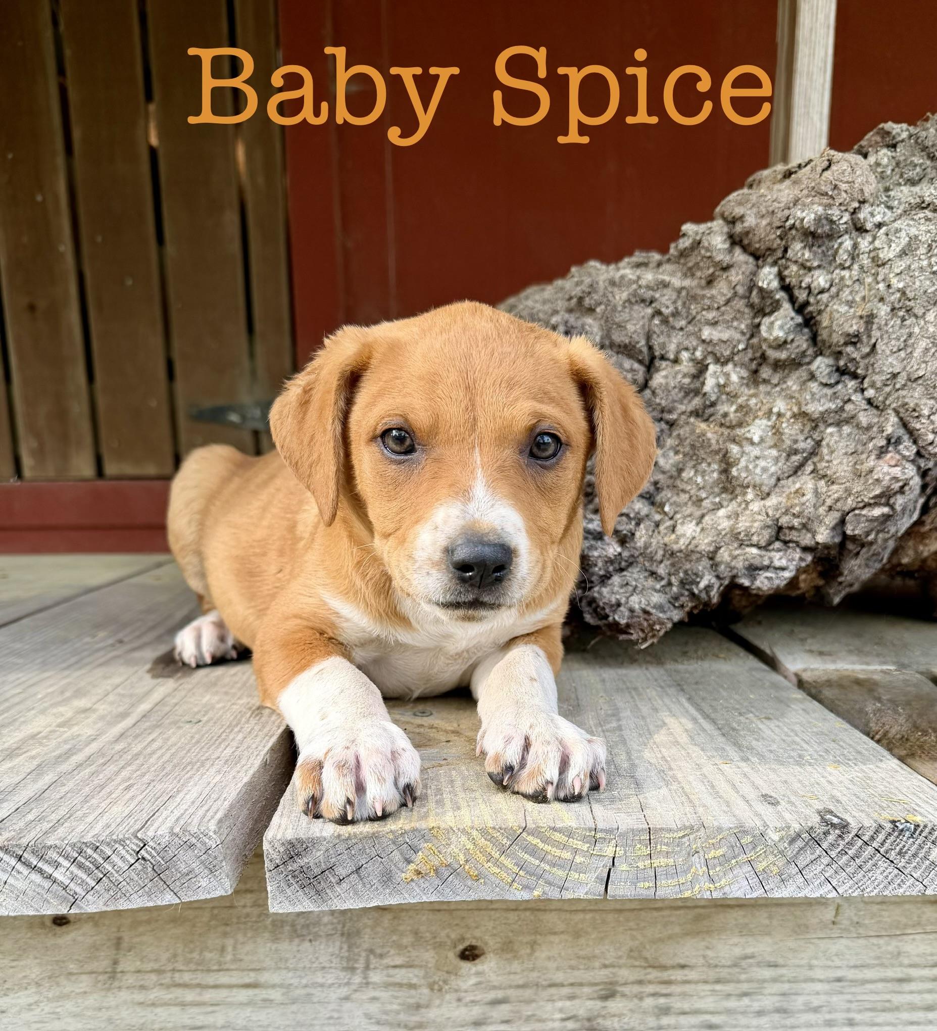Baby spice , Adoptable, Puppy Female Pit Bull Terrier.