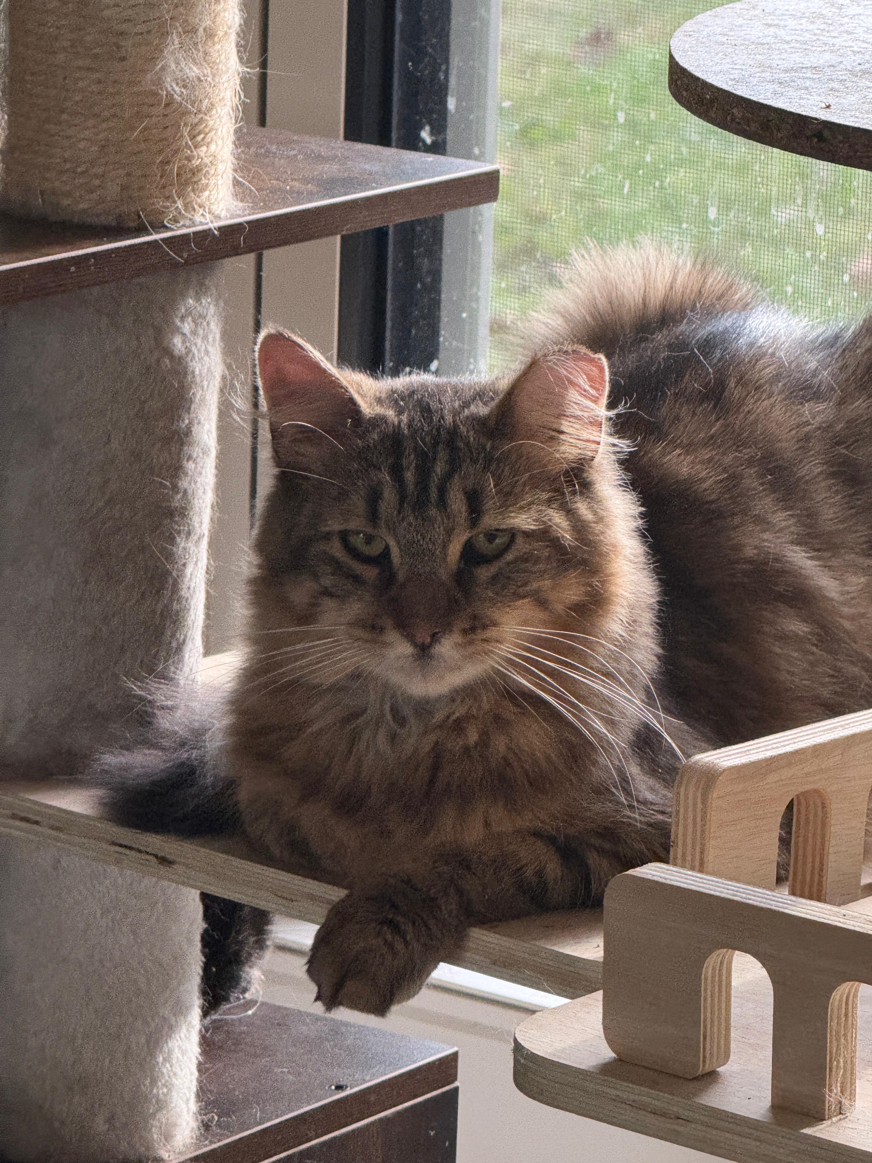 Enlarge Zinny, a Adoptable Domestic Long Hair in Perth Amboy , NJ image 2/6