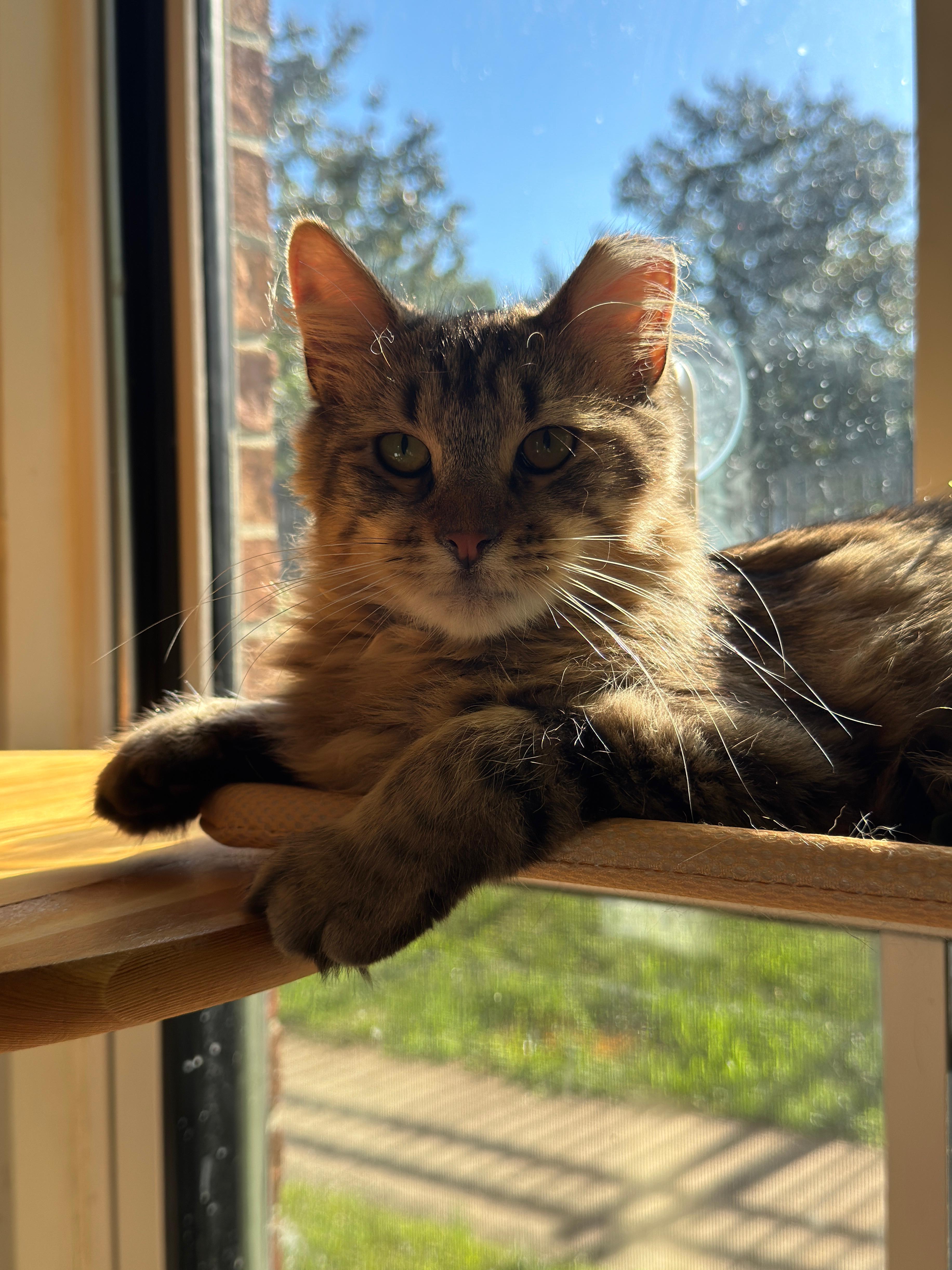 Enlarge Zinny, a Adoptable Domestic Long Hair in Perth Amboy , NJ image 1/6