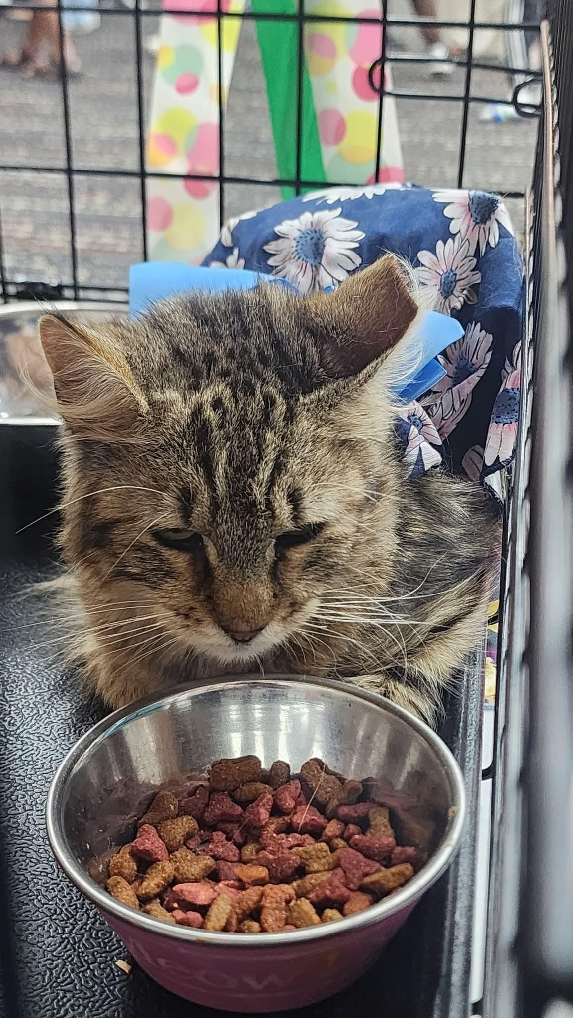 Enlarge Zinny, a Adoptable Domestic Long Hair in Perth Amboy , NJ image 3/6