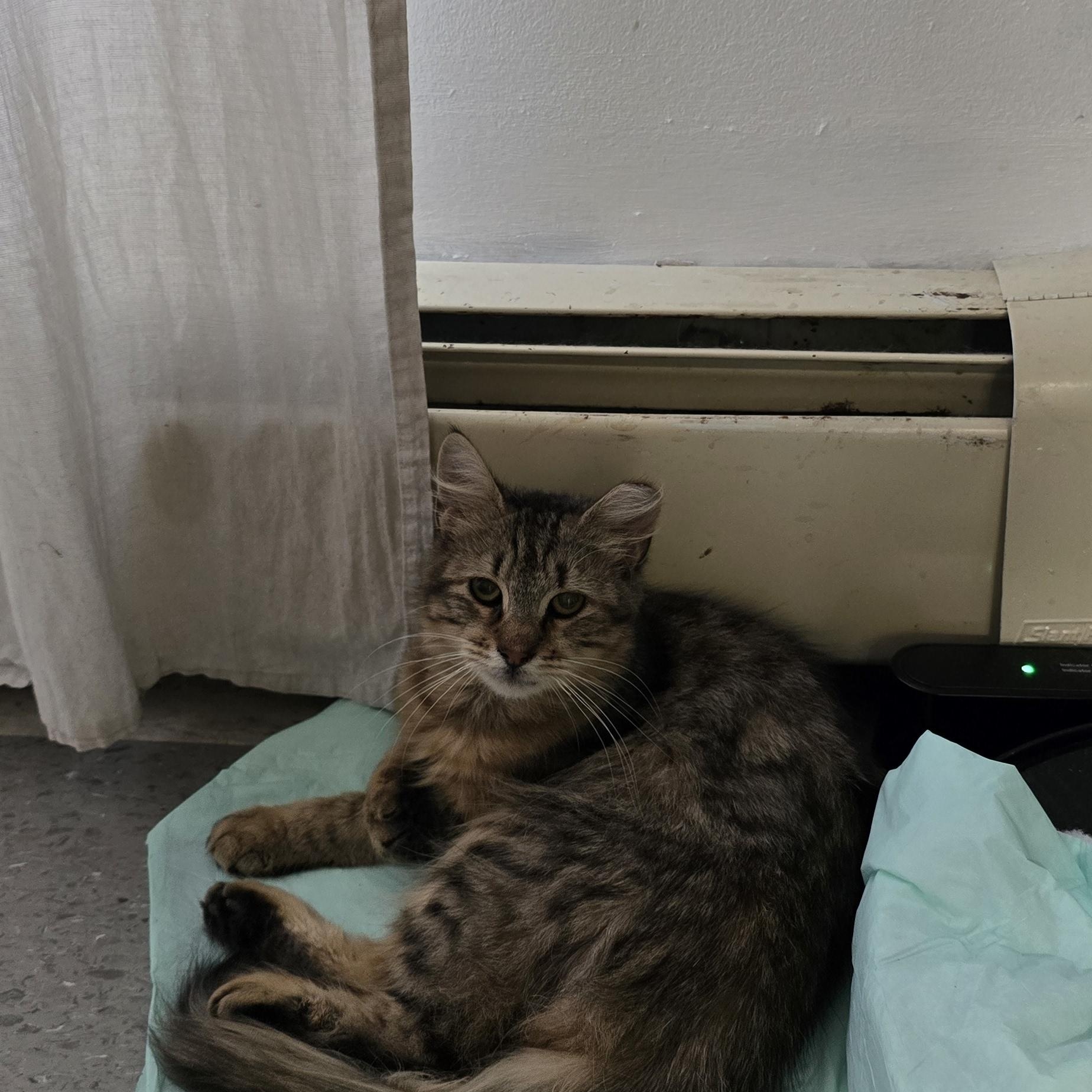 Enlarge Zinny, a Adoptable Domestic Long Hair in Perth Amboy , NJ image 4/6