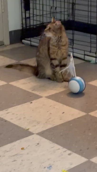 Enlarge Zinny, a Adoptable Domestic Long Hair in Perth Amboy , NJ video 6/6