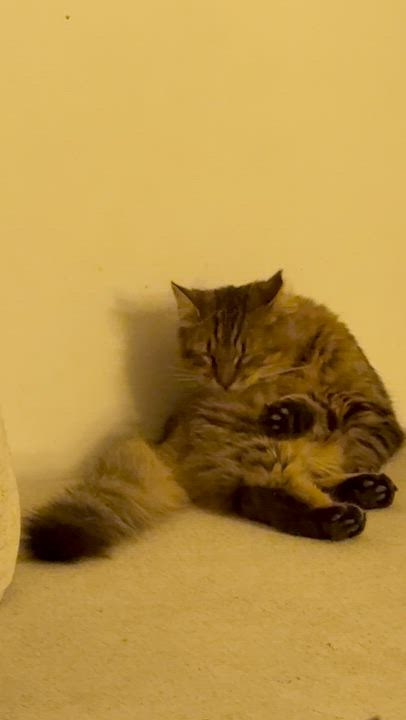 Enlarge Zinny, a Adoptable Domestic Long Hair in Perth Amboy , NJ video 5/6