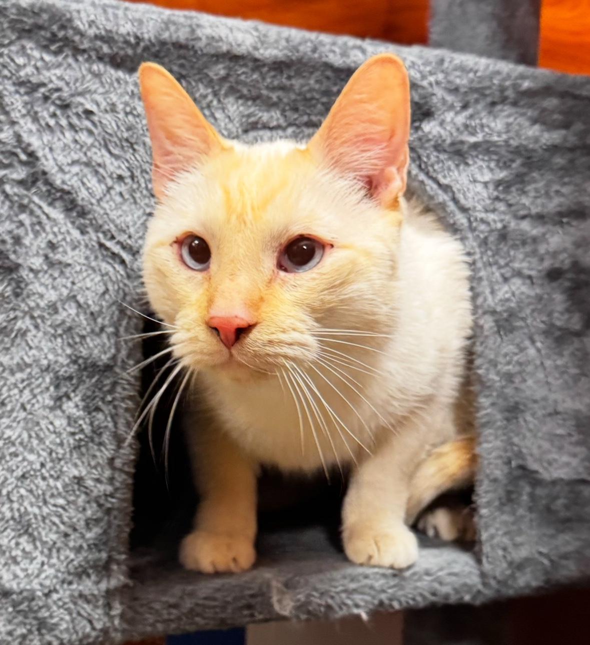 Cotton, ADOPTABLE, Adult Male Siamese.