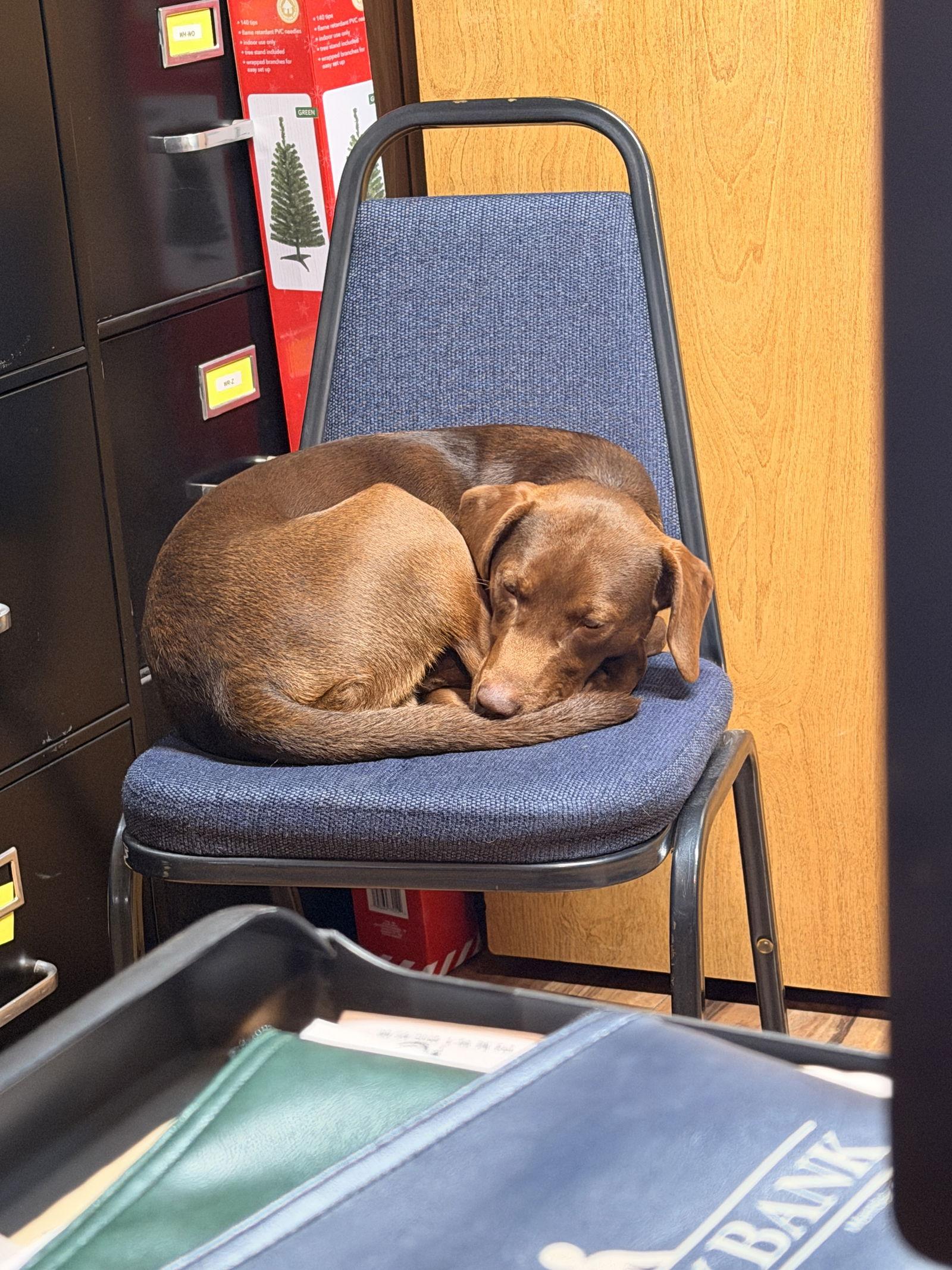 Enlarge Buddy Ridgewood, a Adoptable mixed breed in Wakefield, RI image 1/3