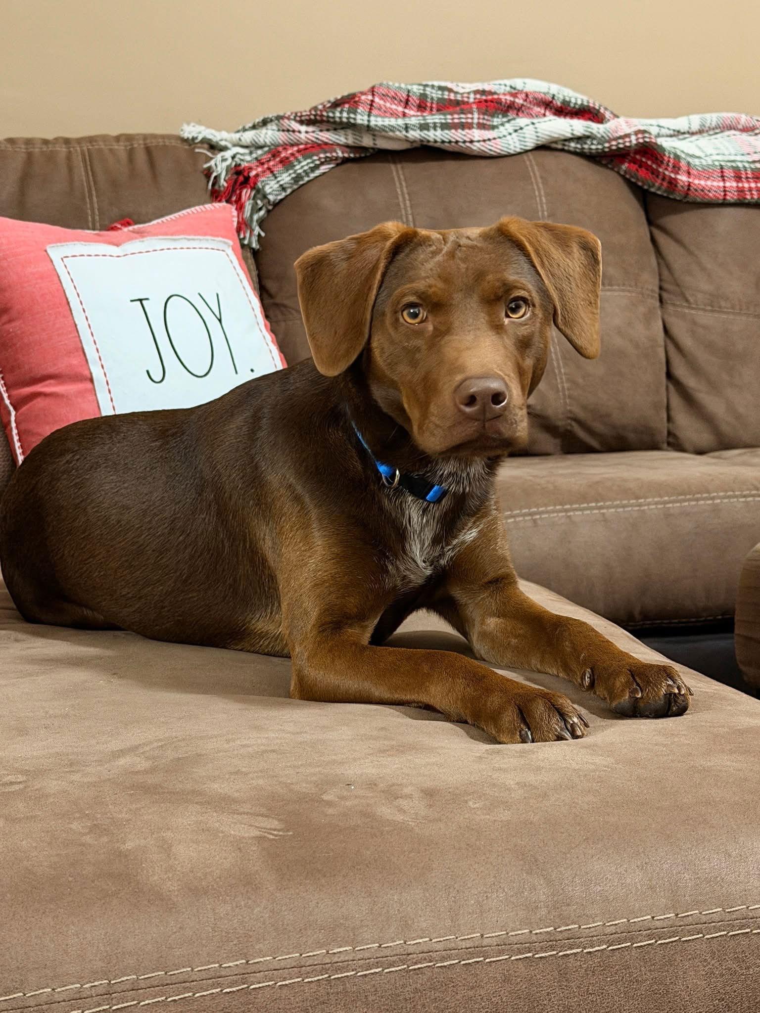 Buddy Ridgewood, Adoptable, Puppy Male Labrador Retriever & German Shorthaired Pointer.
