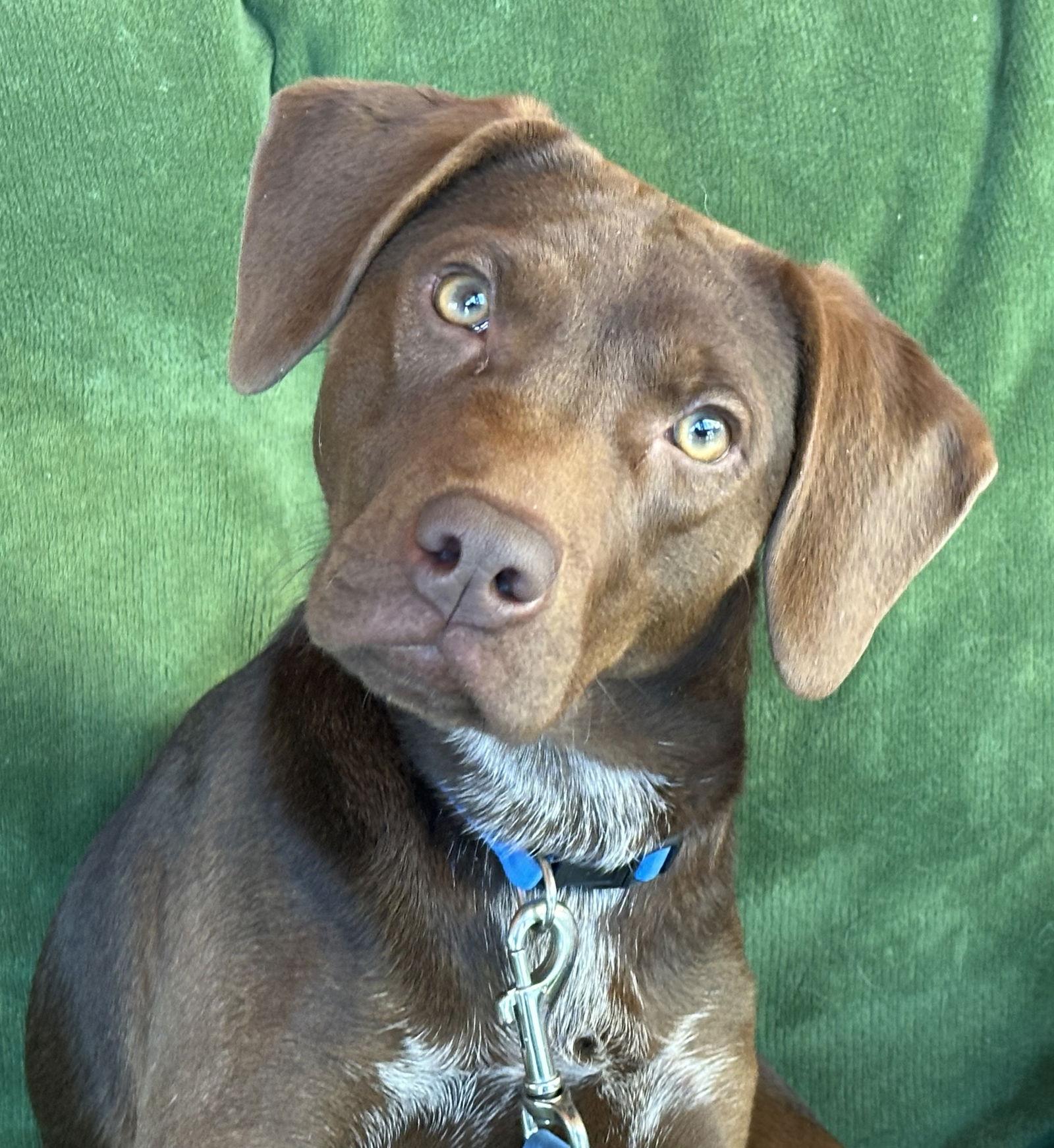 Enlarge Buddy Ridgewood, a Adoptable mixed breed in Wakefield, RI image 2/3