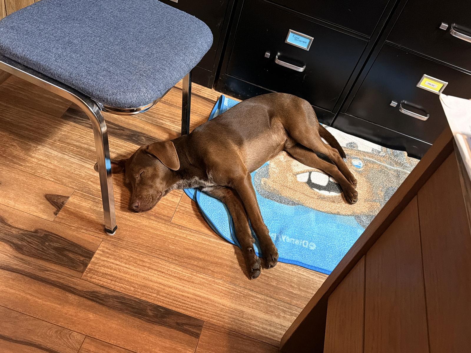 Enlarge Buddy Ridgewood, a Adoptable mixed breed in Wakefield, RI image 3/3