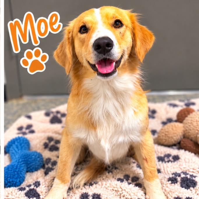 Moe, Adoptable, Puppy Male Retriever & Mixed Breed.