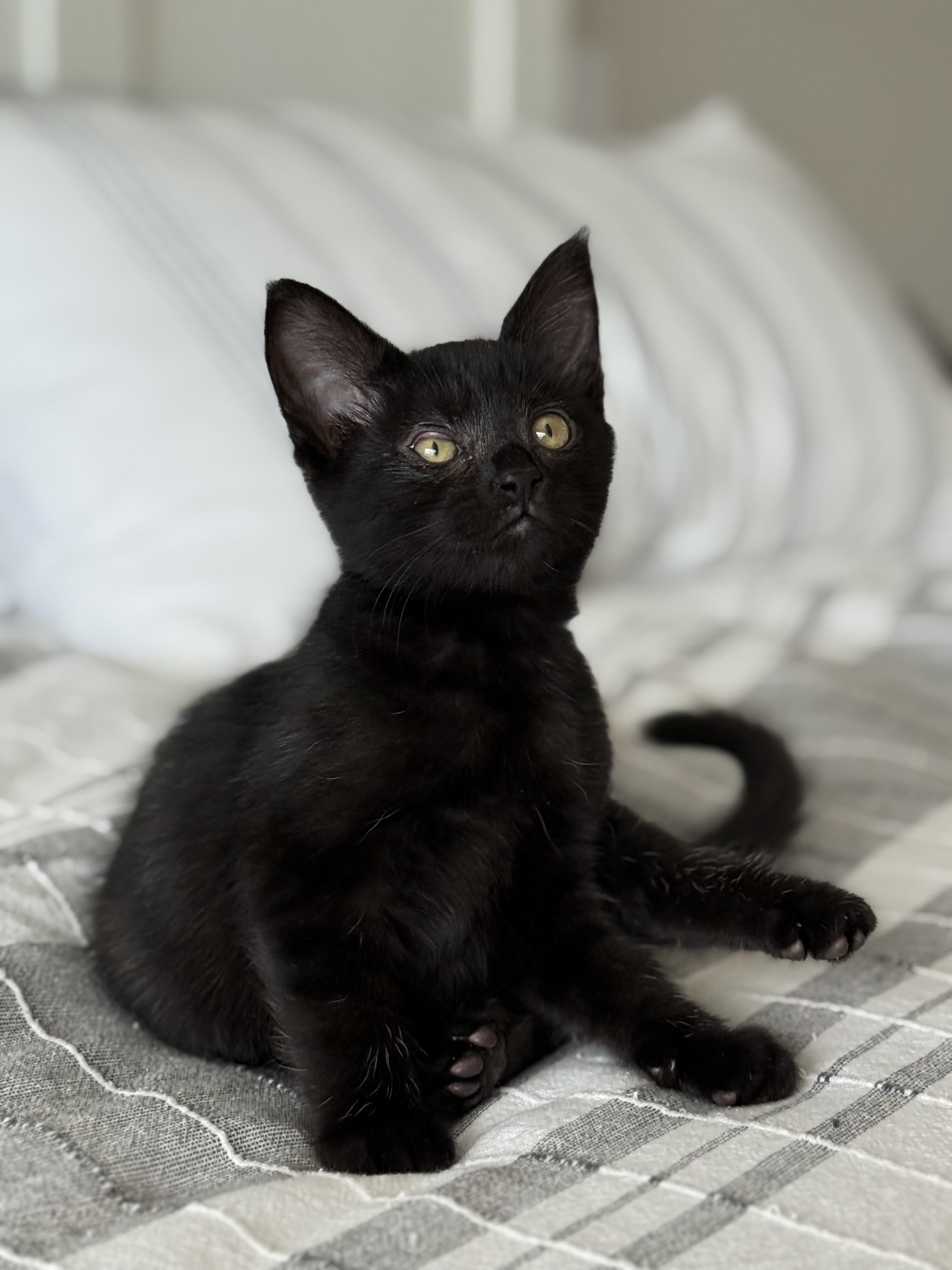 Chloe