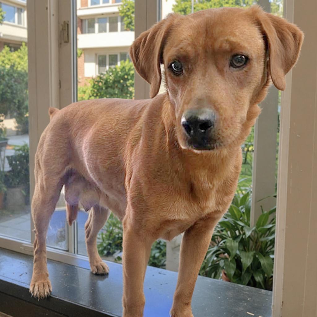 Lola, a Adoptable mixed breed in Johnston, RI image 2/5