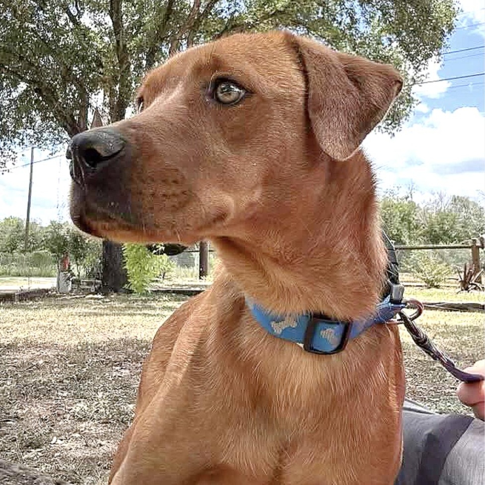 Lola, a Adoptable mixed breed in Johnston, RI image 1/5