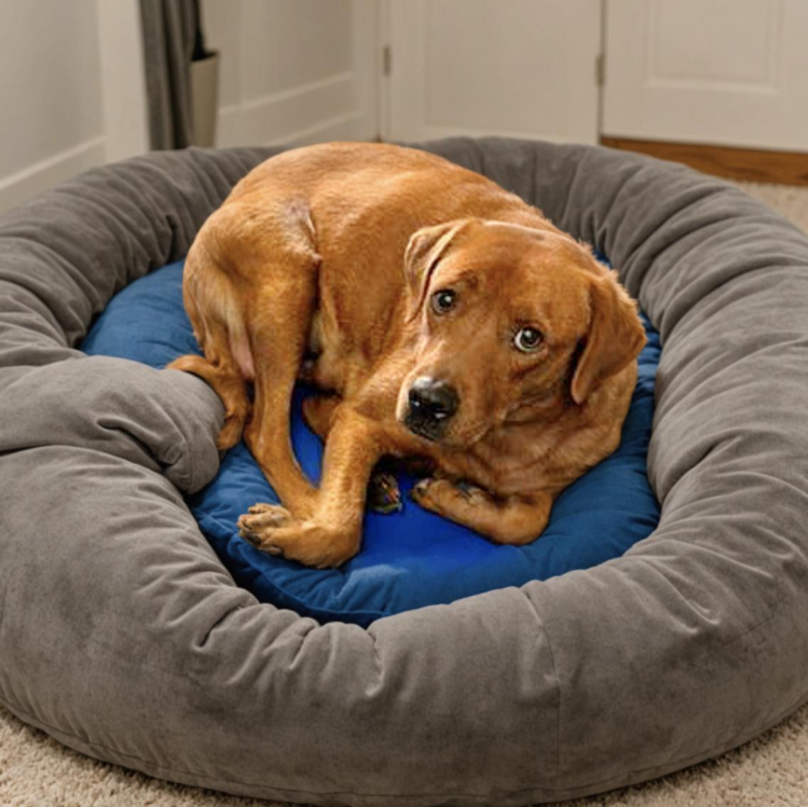 Lola, a Adoptable mixed breed in Johnston, RI image 5/5