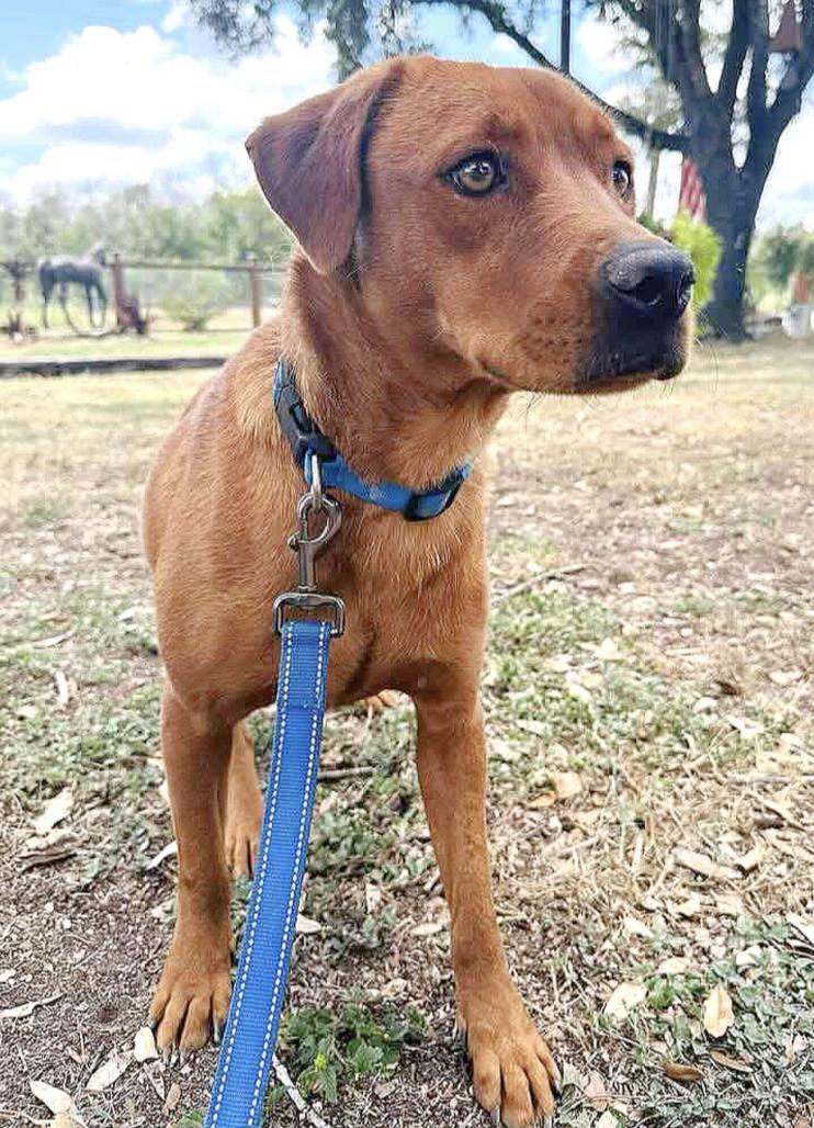 Lola, a Adoptable mixed breed in Johnston, RI image 4/5