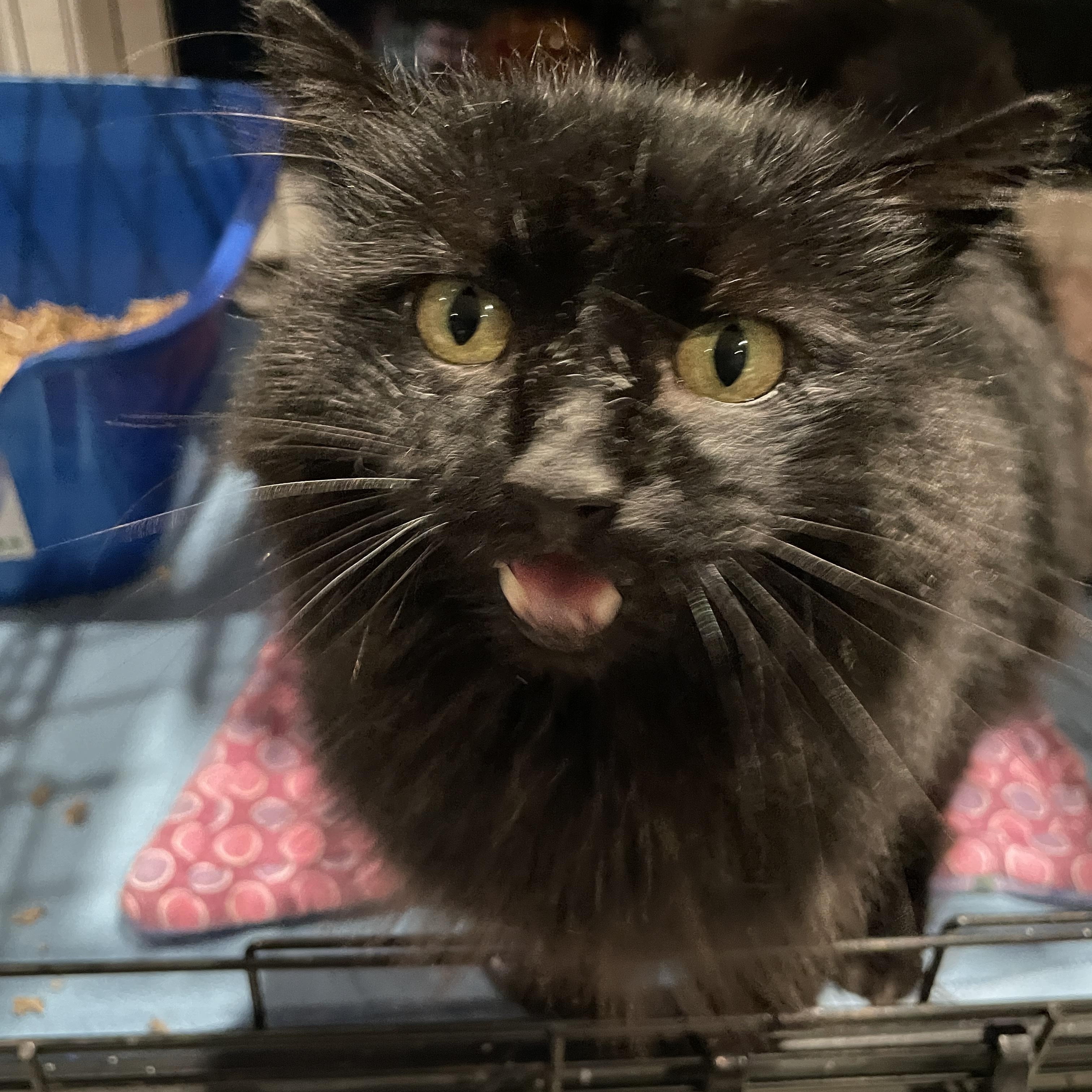 Penelope, a ADOPTABLE Domestic Medium Hair in Salt Spring Island, BC image 3/4
