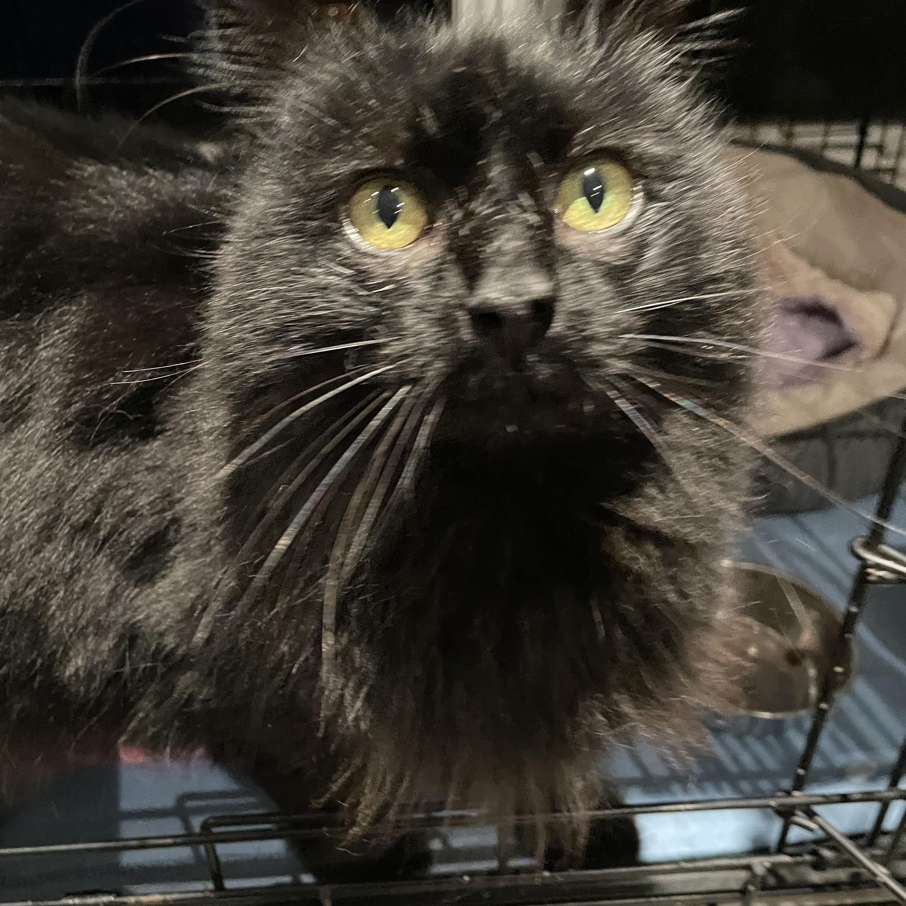 Penelope, ADOPTABLE, Young Female Domestic Medium Hair.
